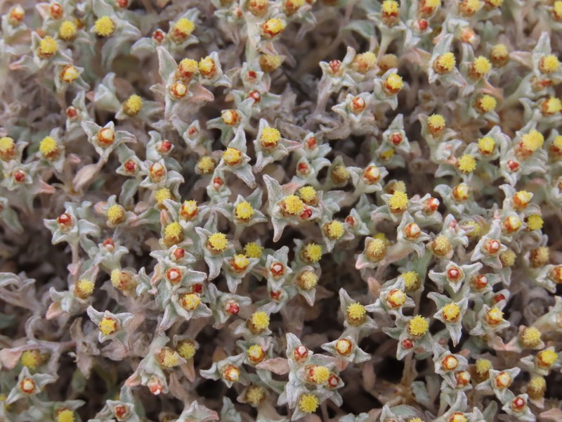 Helichrysum obtusum