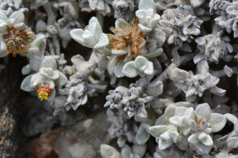 Helichrysum obtusum photo 2