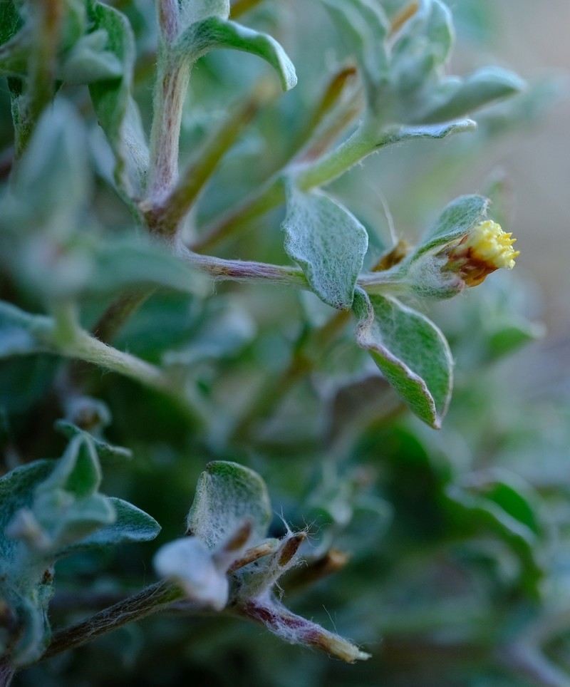 Helichrysum obtusum photo 3