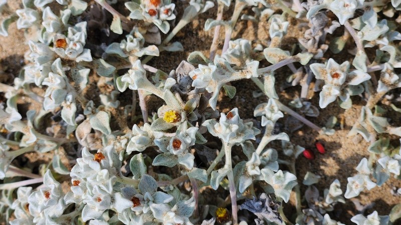 Helichrysum obtusum photo 4