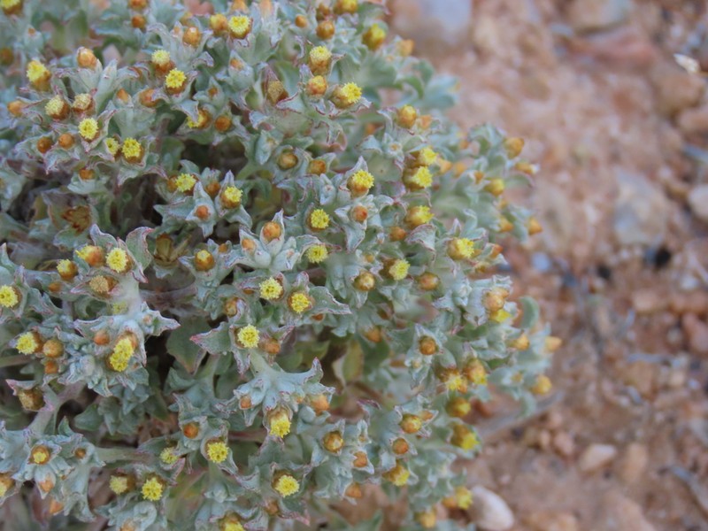 Helichrysum obtusum photo 5