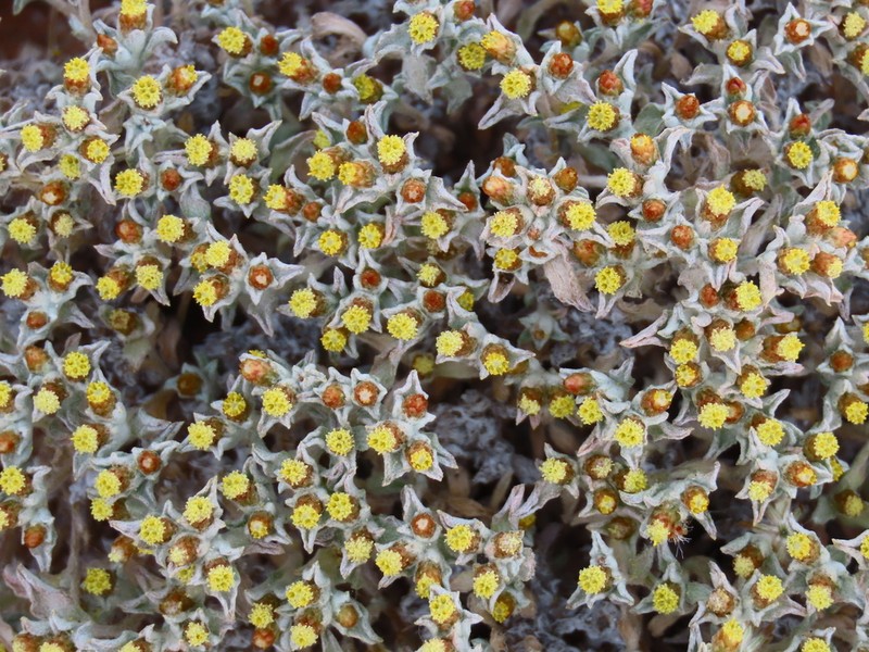 Helichrysum obtusum photo 6
