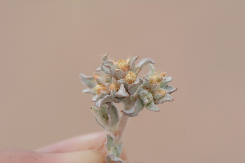 Helichrysum obtusum photo 7