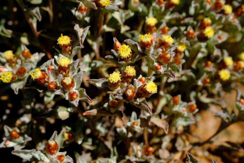 Helichrysum obtusum photo 8