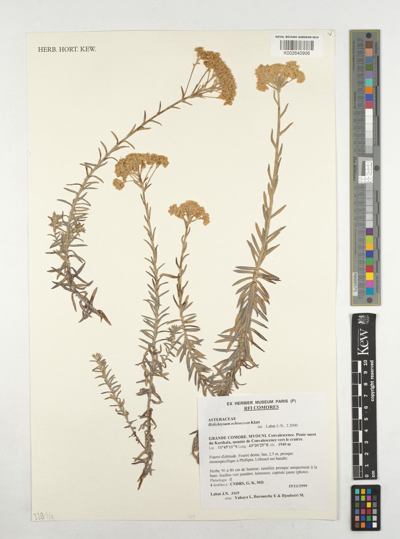 Helichrysum ochraceum