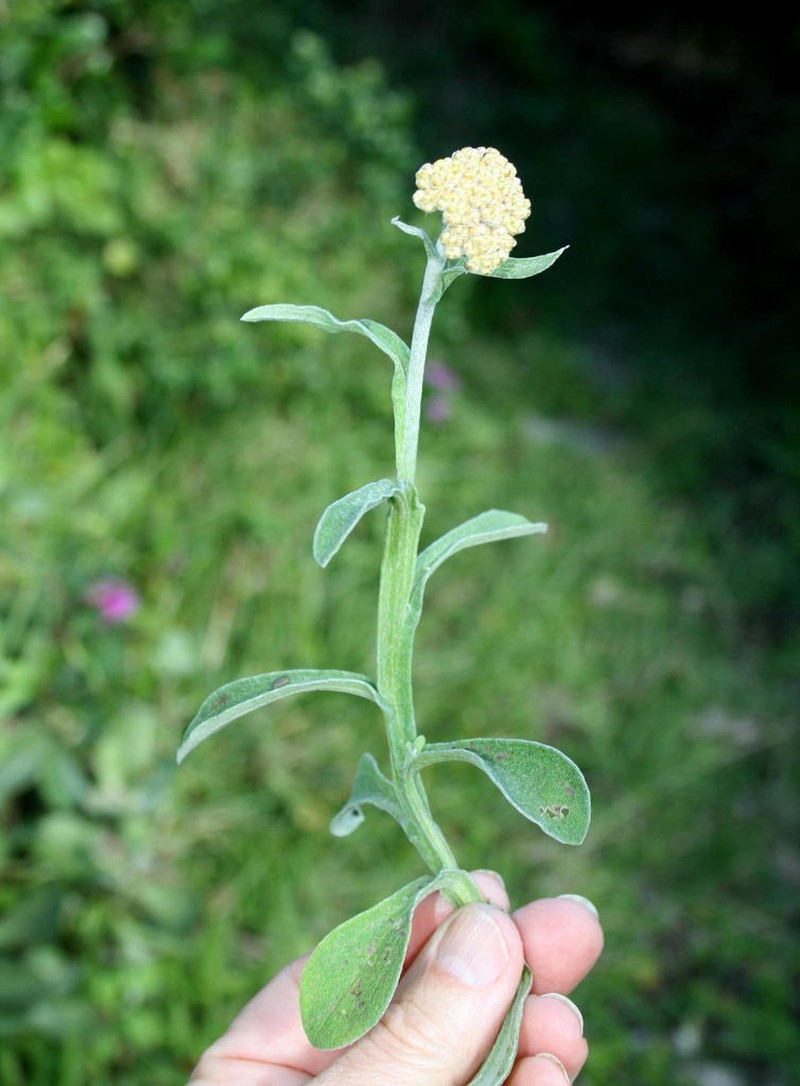 Helichrysum odoratissimum