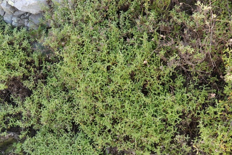 Helichrysum odoratissimum photo 2