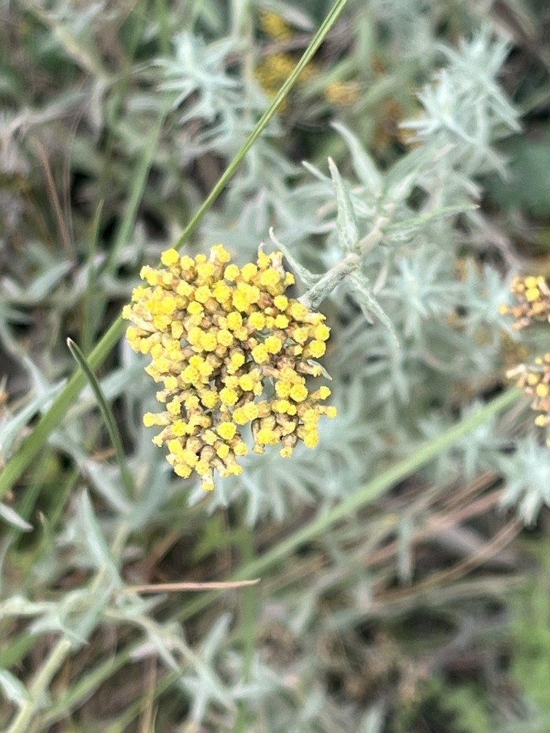 Helichrysum odoratissimum photo 3