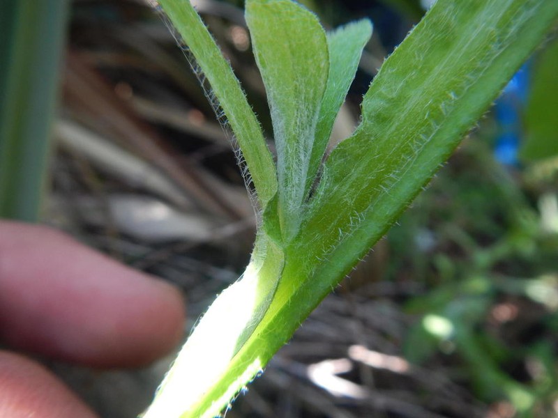 Helichrysum odoratissimum photo 4