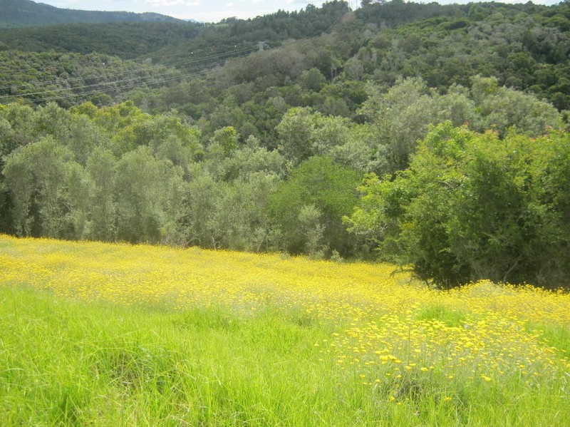 Helichrysum odoratissimum photo 5