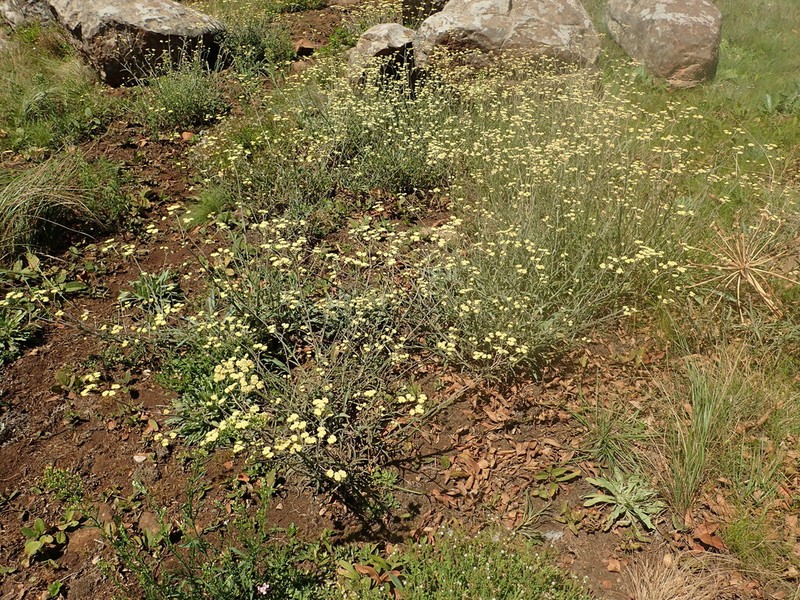 Helichrysum odoratissimum photo 6