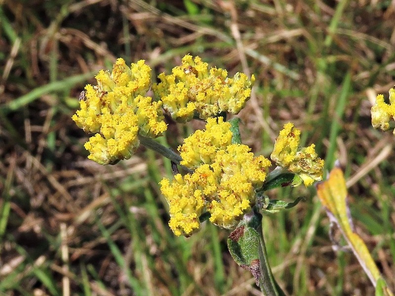 Helichrysum odoratissimum photo 7