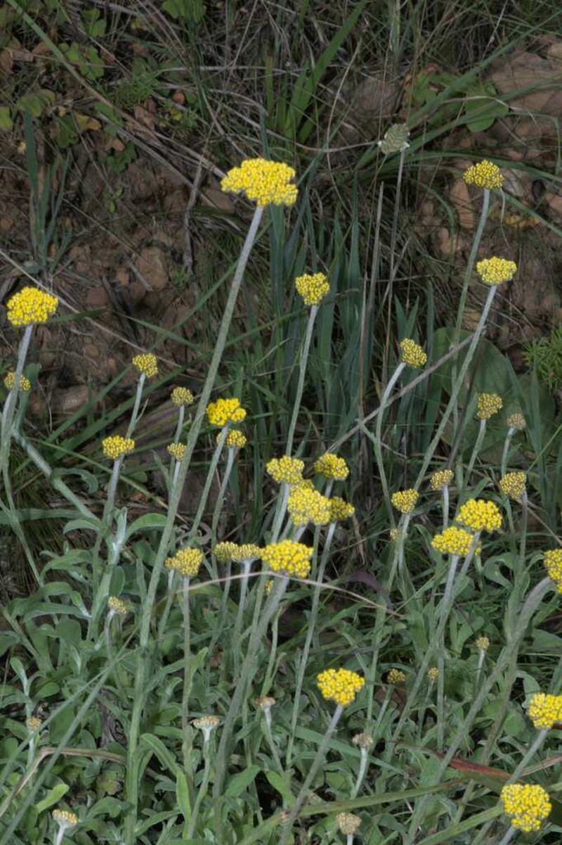 Helichrysum odoratissimum photo 8