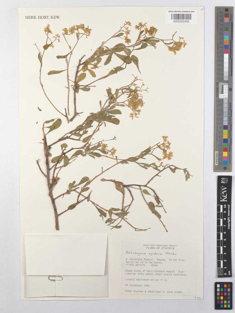 Helichrysum ogadense