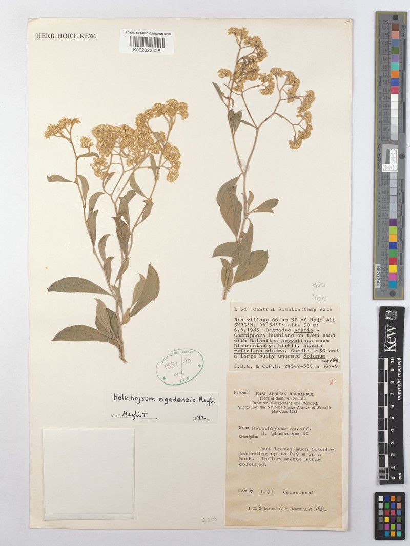 Helichrysum ogadense photo 2