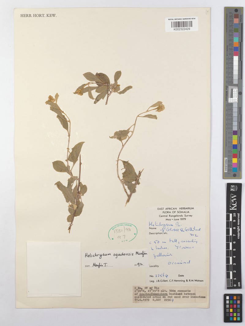 Helichrysum ogadense photo 3