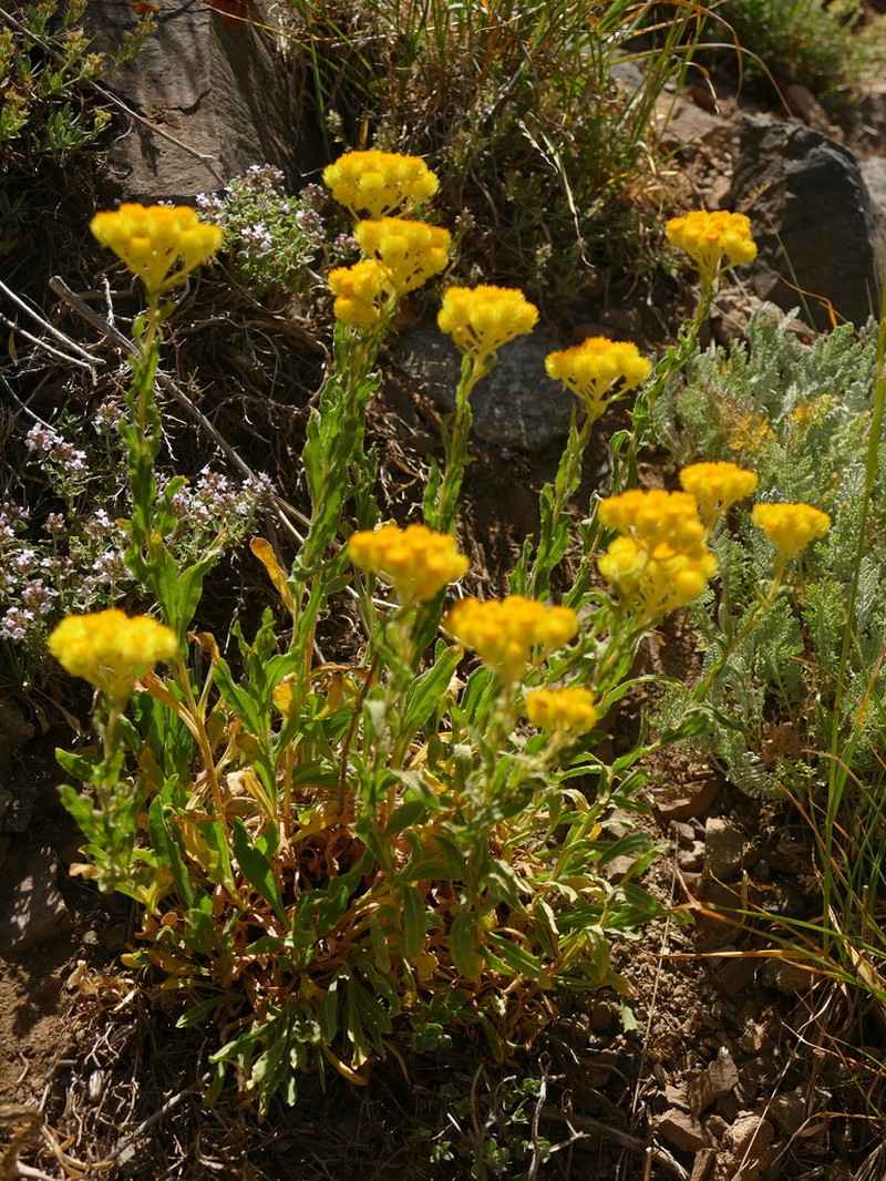 Helichrysum oligocephalum