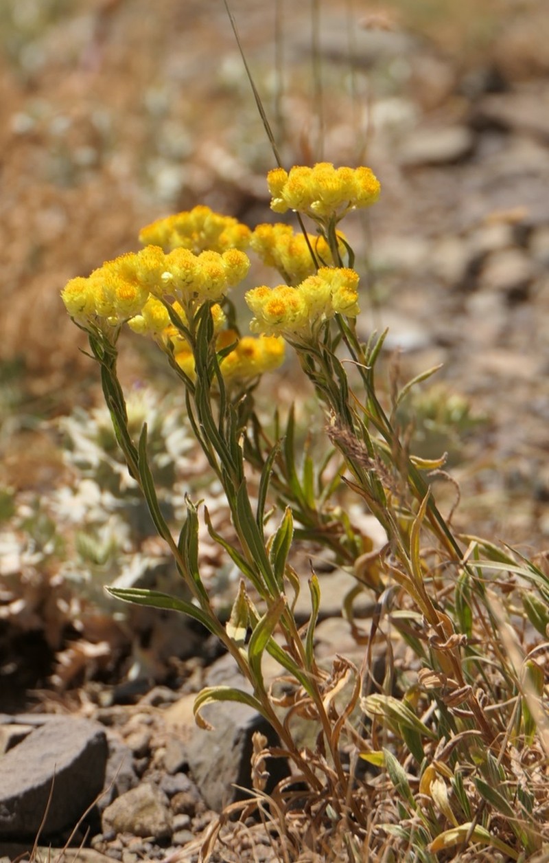 Helichrysum oligocephalum photo 2