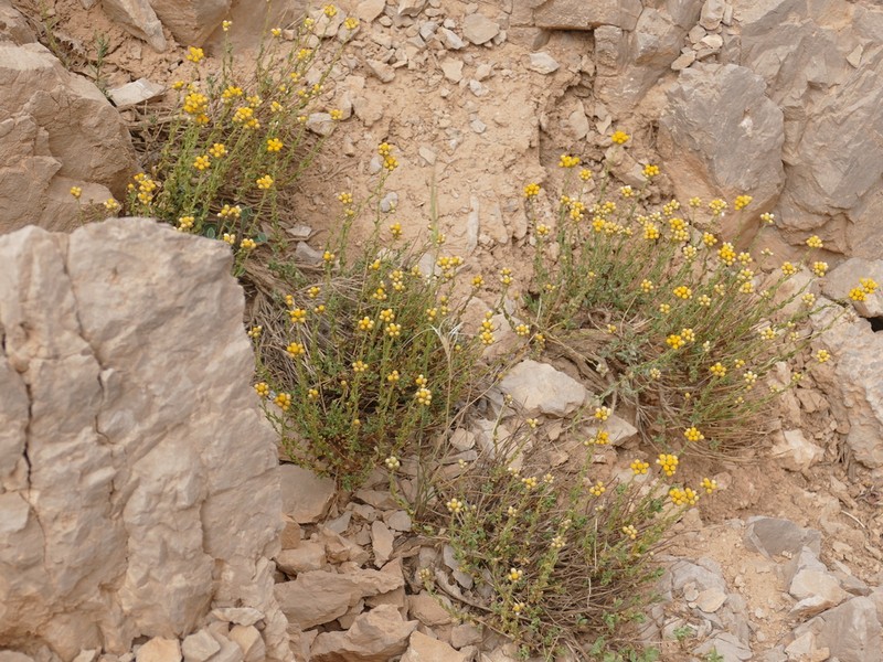 Helichrysum oligocephalum photo 3
