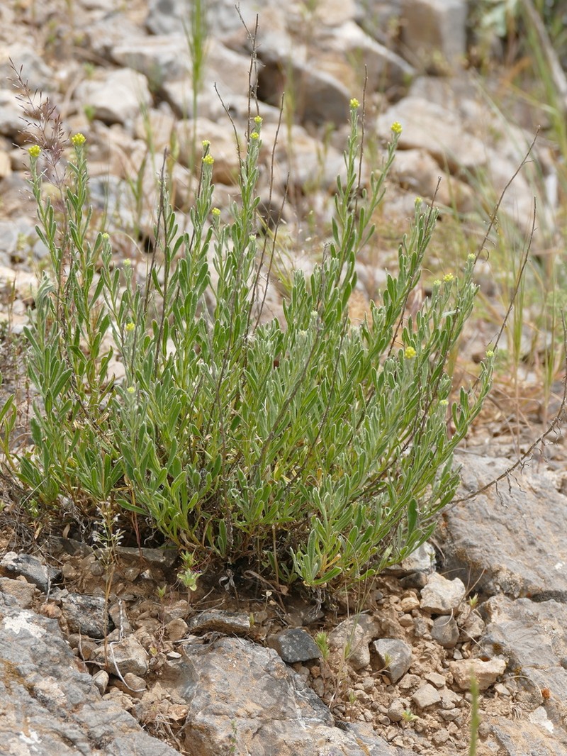 Helichrysum oligocephalum photo 4