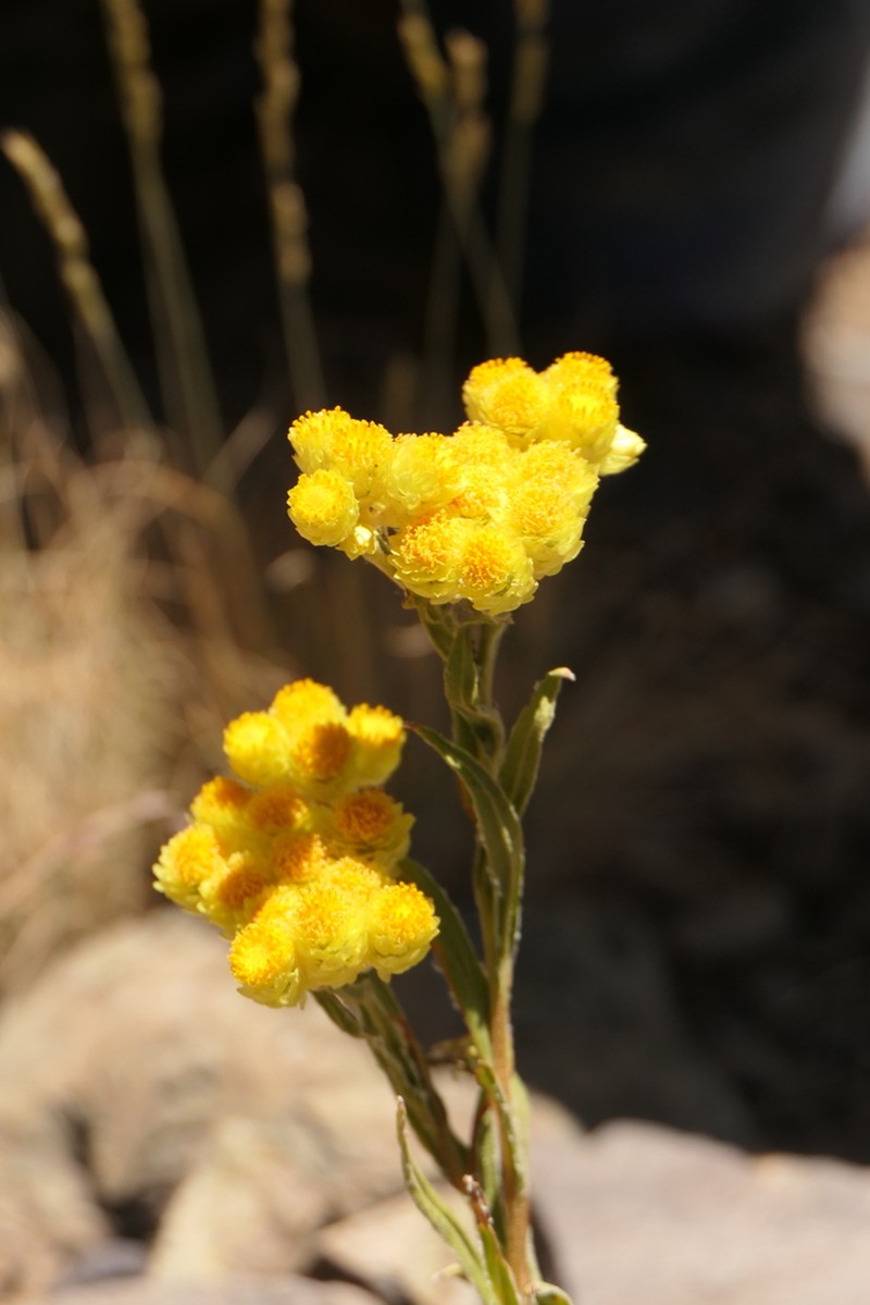 Helichrysum oligocephalum photo 5
