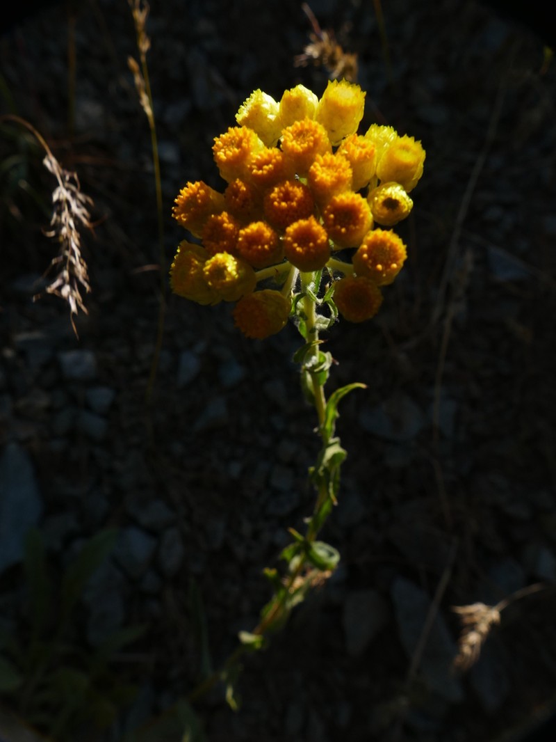 Helichrysum oligocephalum photo 6