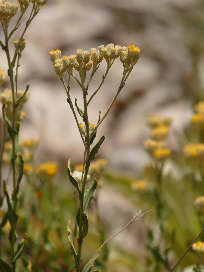 Helichrysum oligocephalum photo 7