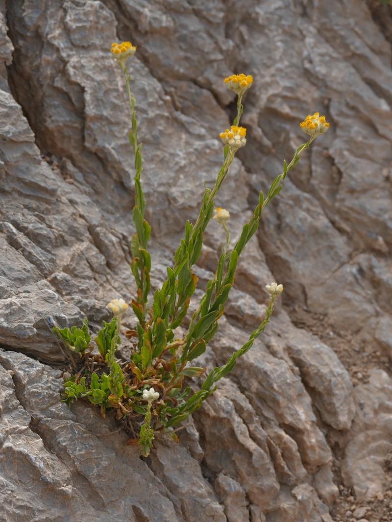 Helichrysum oligocephalum photo 8