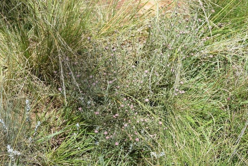 Helichrysum oligopappum
