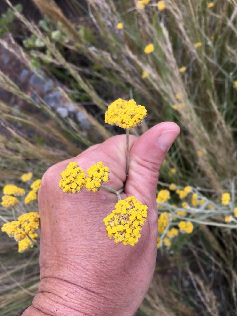 Helichrysum oligopappum photo 2