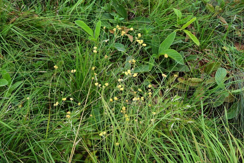 Helichrysum oligopappum photo 3