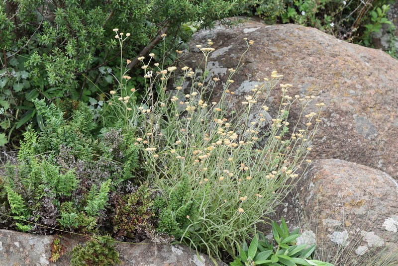 Helichrysum oligopappum photo 4