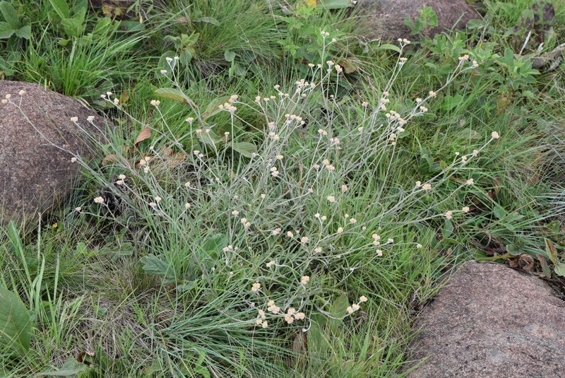 Helichrysum oligopappum photo 5