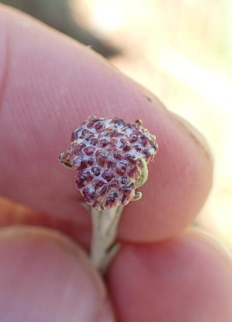 Helichrysum oligopappum photo 6