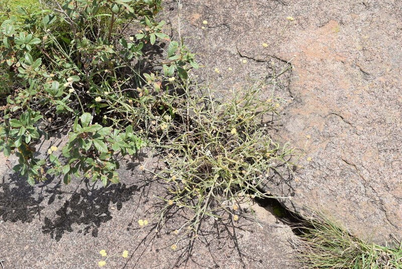 Helichrysum oligopappum photo 7