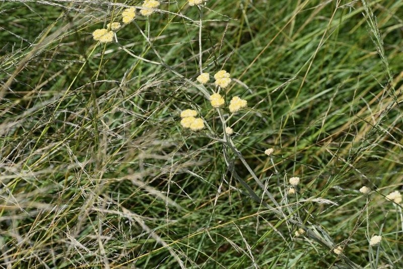 Helichrysum oligopappum photo 8