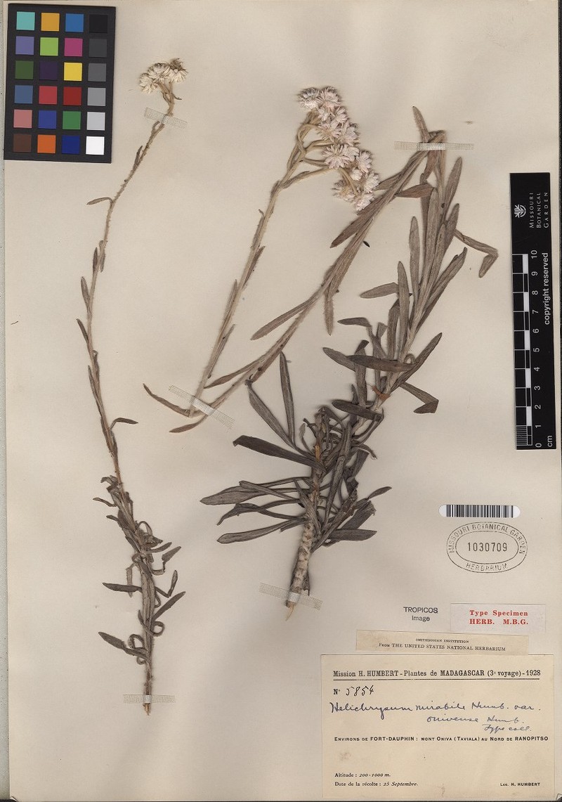 Helichrysum onivense photo 4