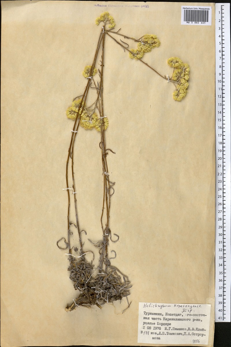 Helichrysum oocephalum photo 2