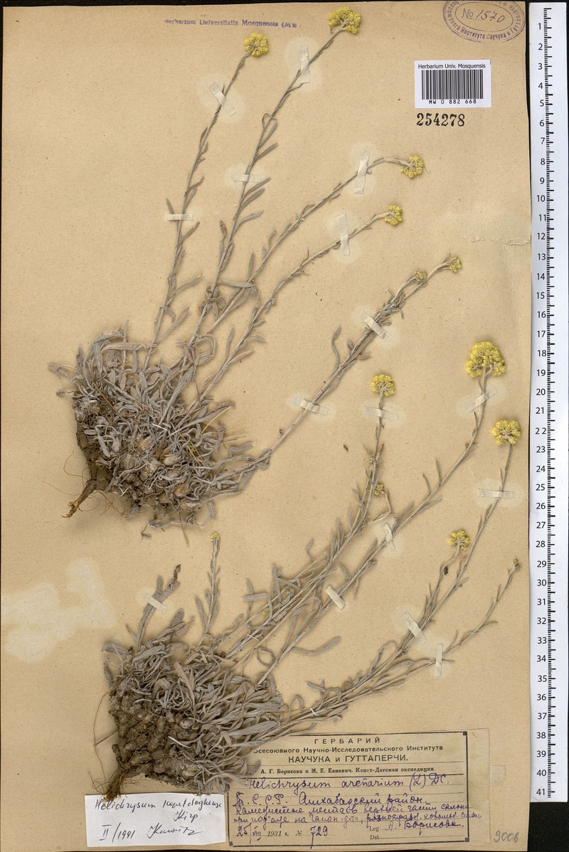 Helichrysum oocephalum photo 3