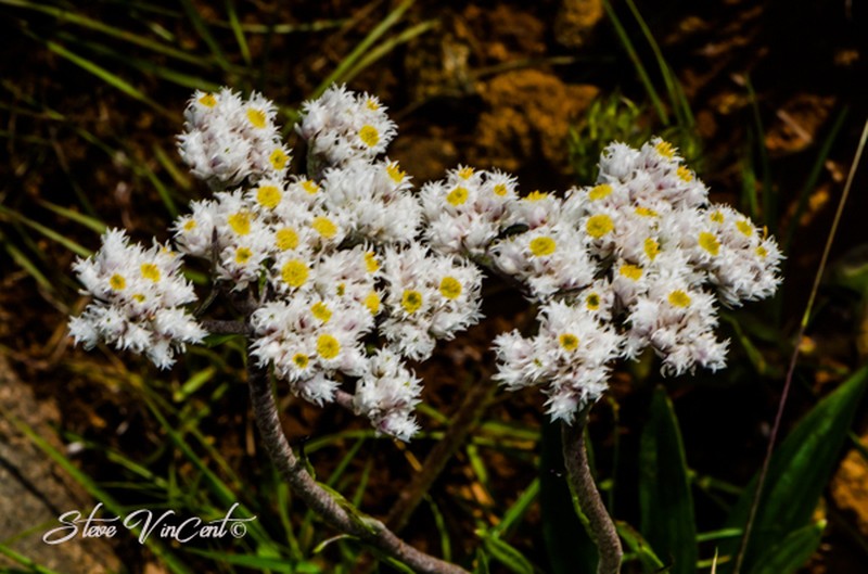 Helichrysum opacum