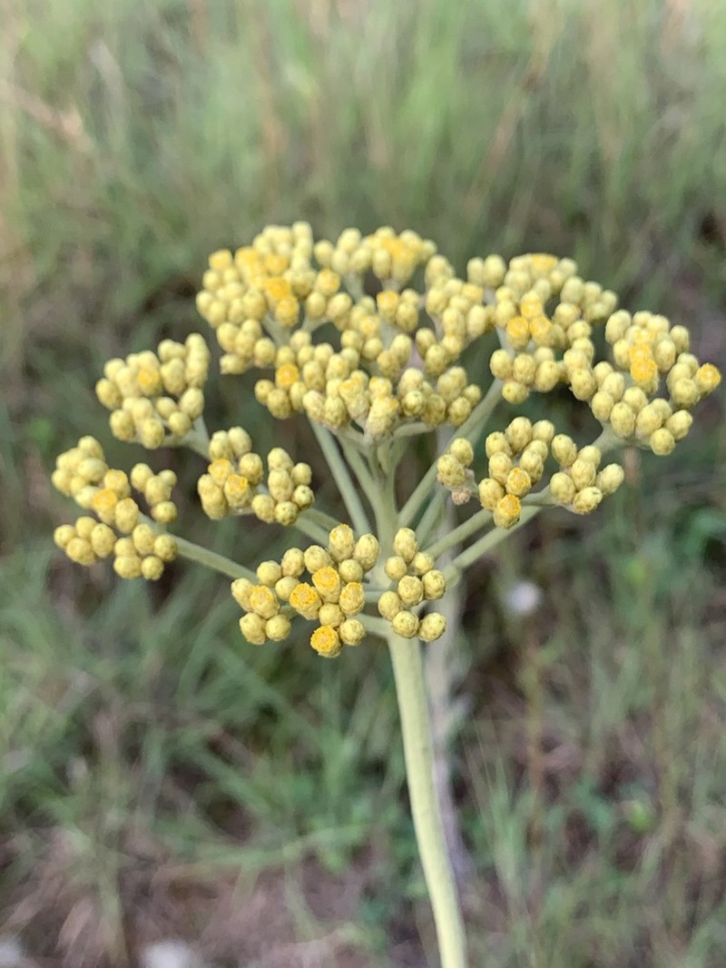 Helichrysum opacum photo 2