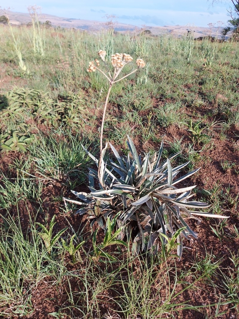 Helichrysum opacum photo 3