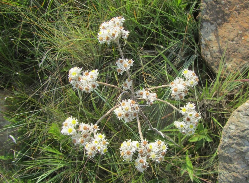 Helichrysum opacum photo 4