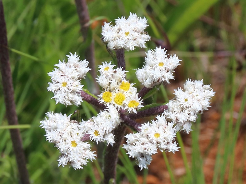 Helichrysum opacum photo 5