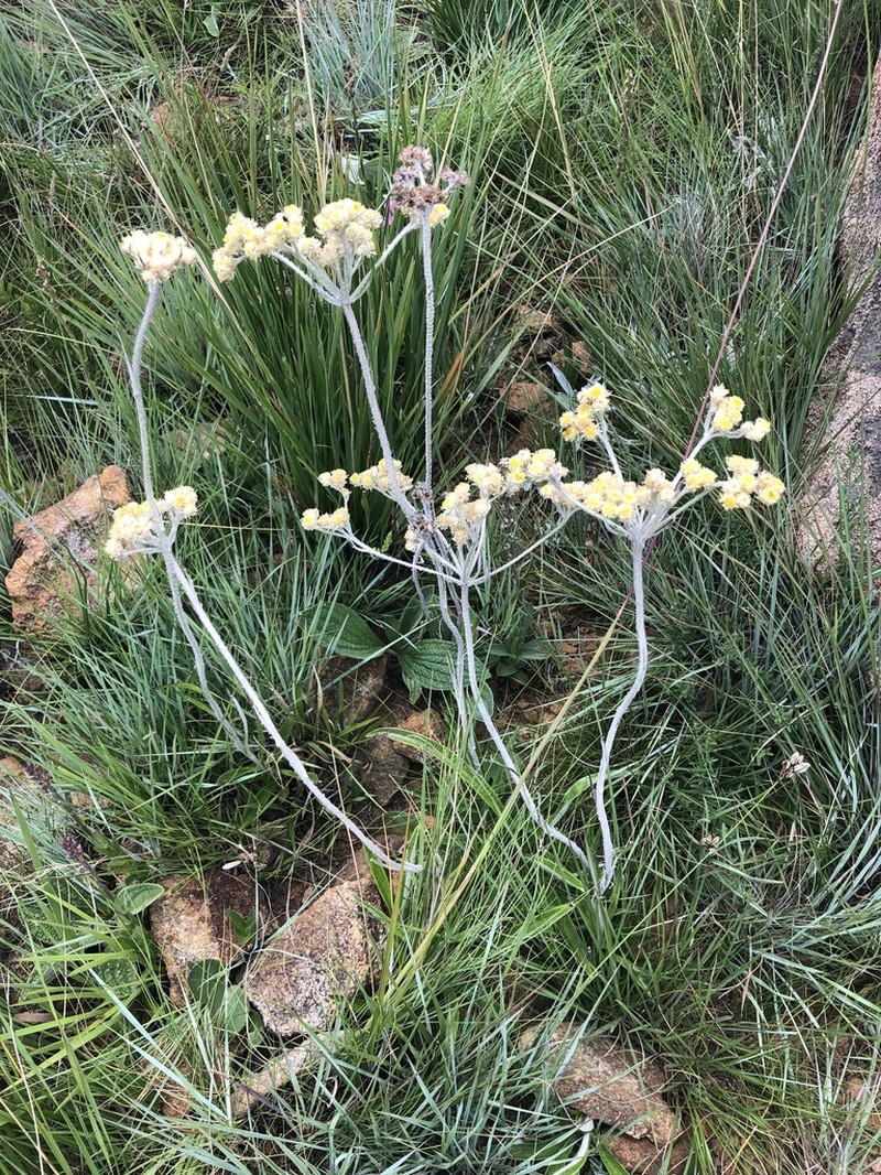 Helichrysum opacum photo 6