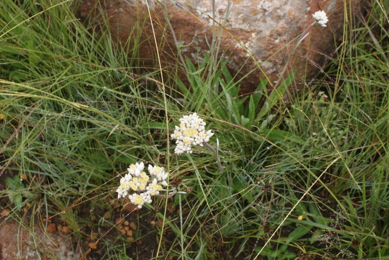 Helichrysum opacum photo 7