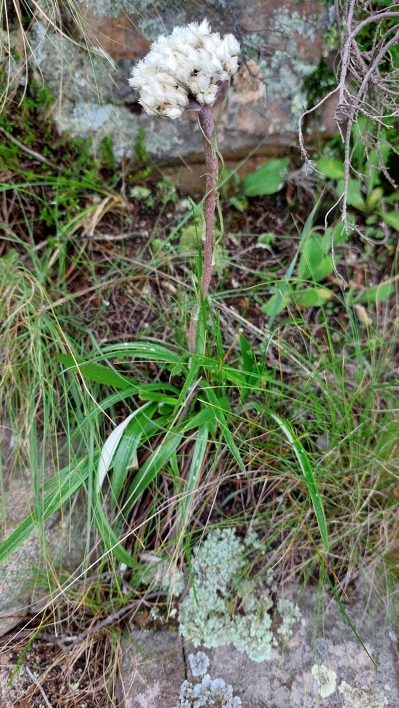 Helichrysum opacum photo 8