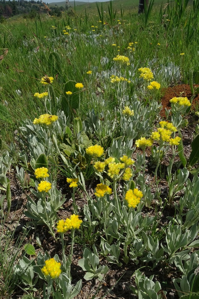 Helichrysum oreophilum