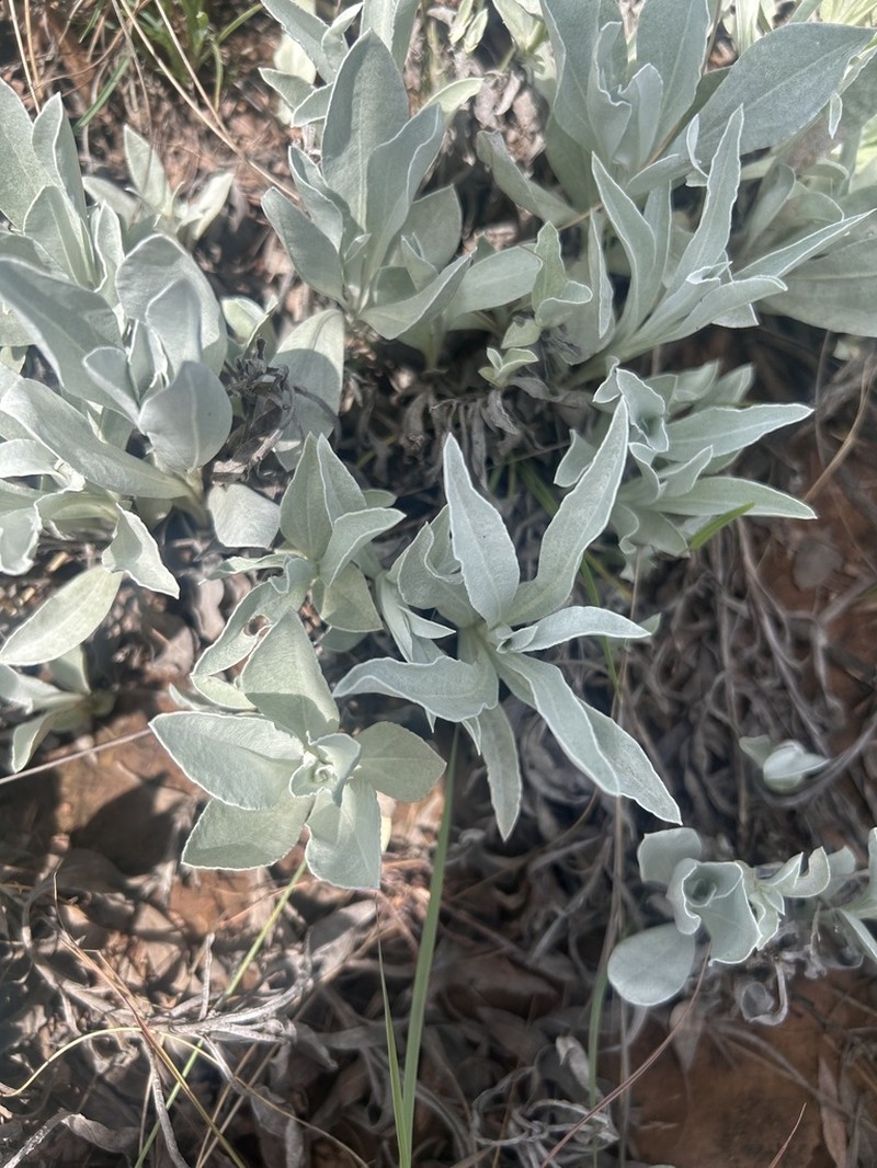 Helichrysum oreophilum photo 2