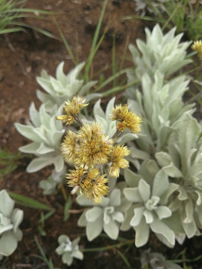 Helichrysum oreophilum photo 3
